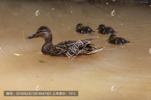 野鴨子