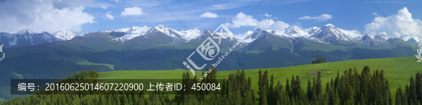 天山森林