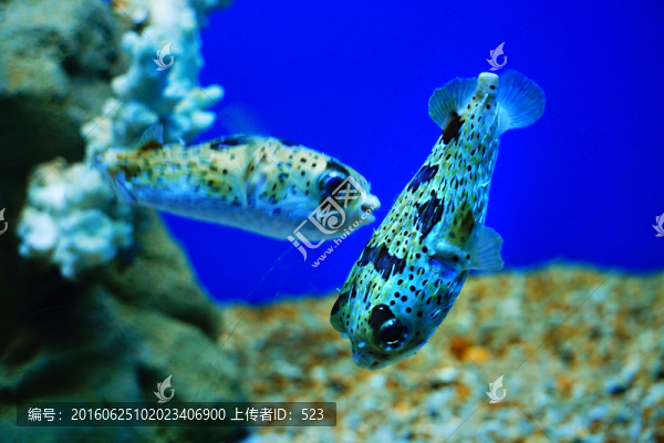 海底觀賞魚