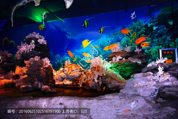 水族魚