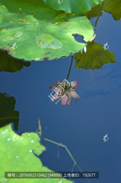 夏荷