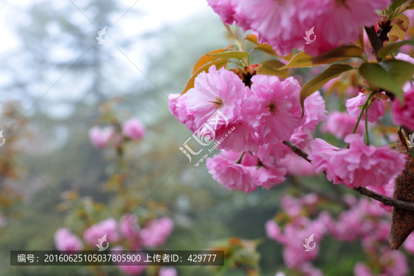 櫻花高清素材,,,櫻花園大圖