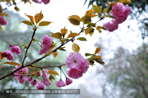 櫻花,櫻花園
