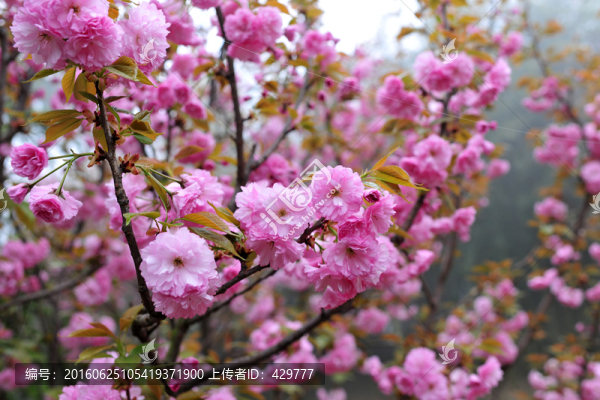 櫻花園,櫻花,觀花植物