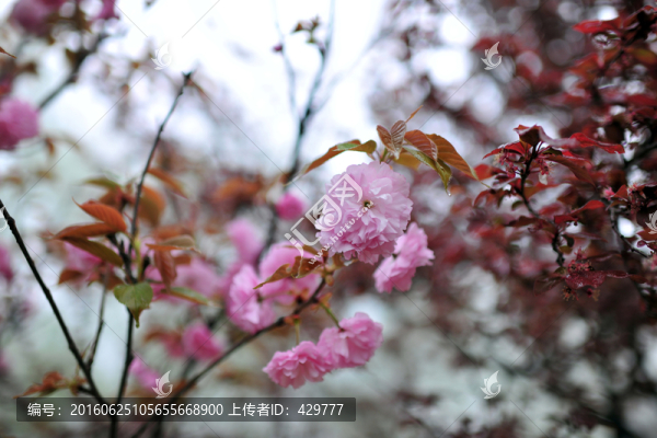 櫻花園,,櫻花