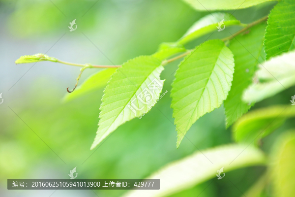 綠葉,,樹(shù)葉,,綠色背景