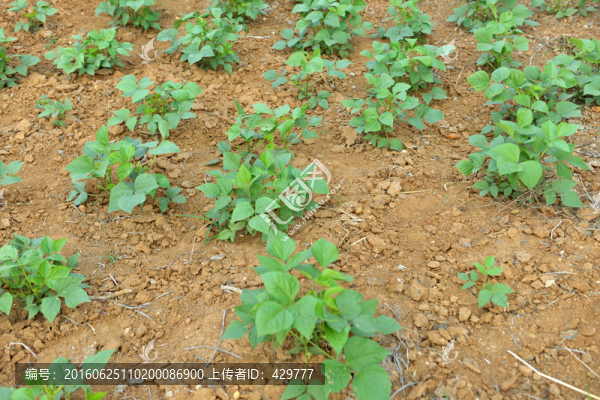 綠豆秧苗,綠豆種植,農(nóng)作物