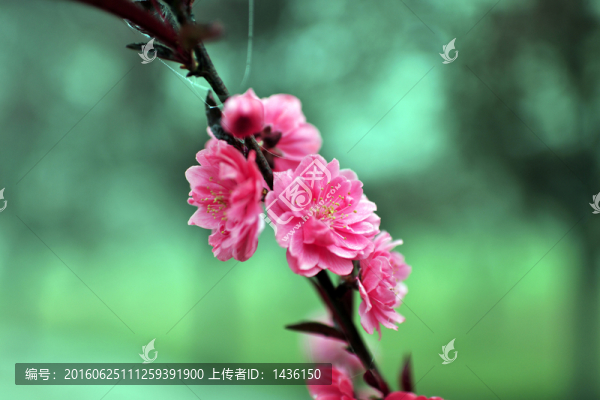 紅梅,,梅花