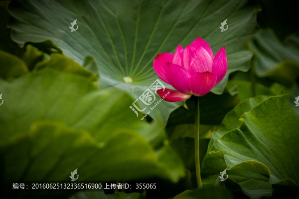 荷花