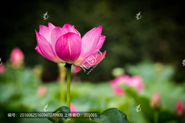 荷花