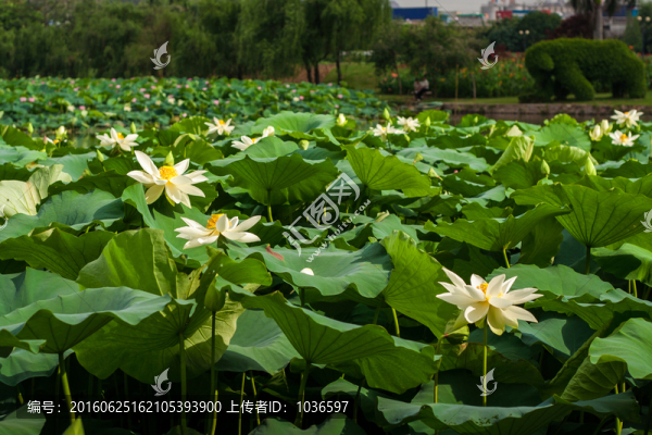 荷花,池塘,荷葉