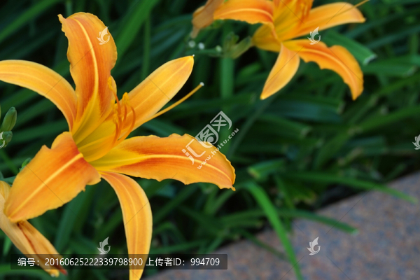 萱草