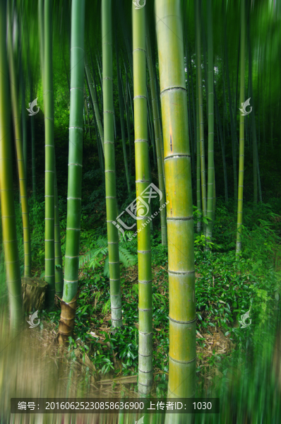 竹林,竹影