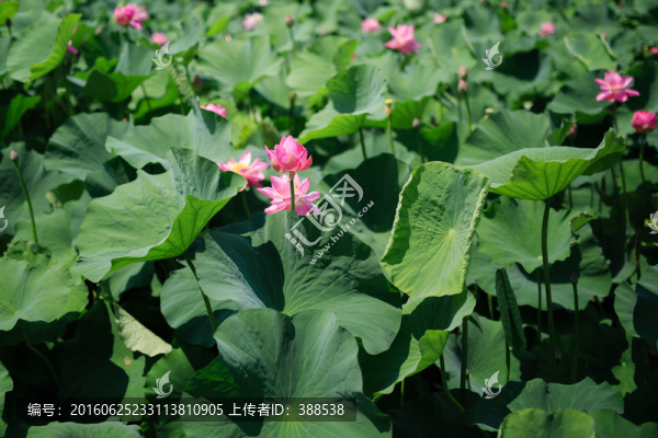 仲夏荷花池塘
