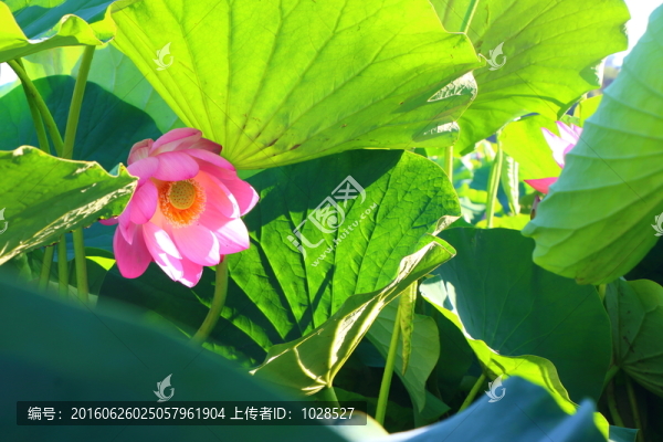 荷花,荷塘,荷葉
