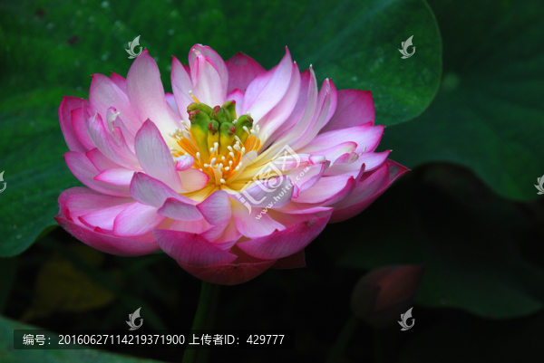 蓮花,,,荷花,,荷花特寫