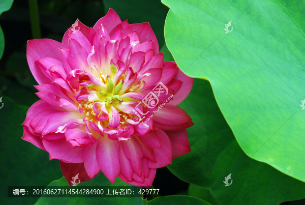 紅花綠葉,蓮花