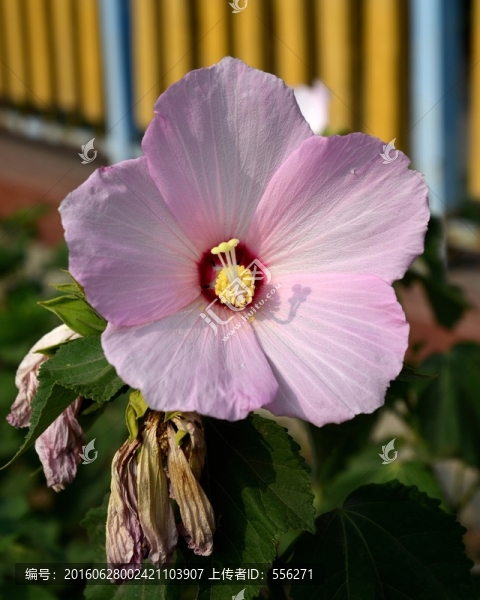 芙蓉葵
