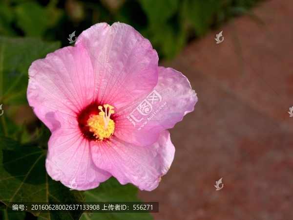 芙蓉葵