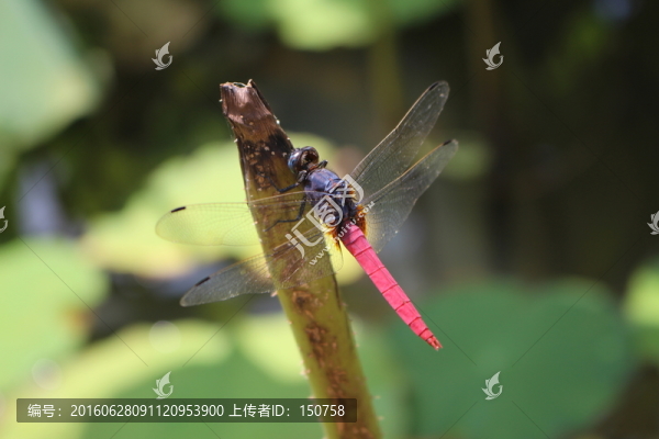 蜻蜓