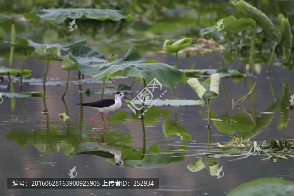 小鳥
