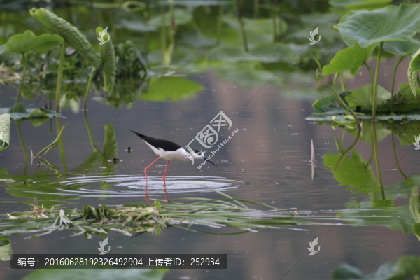 小鳥