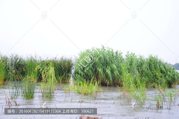 蘆葦蕩
