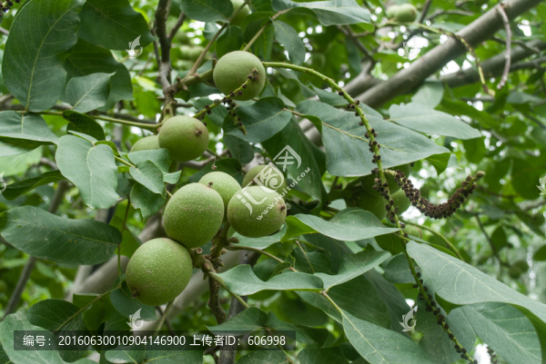 新疆核桃樹(shù)