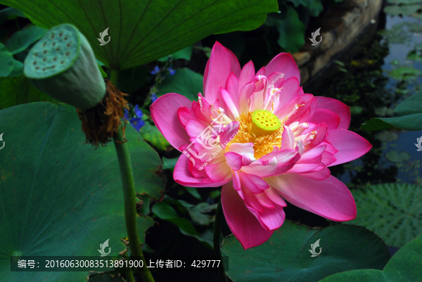荷花
