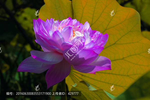 荷花,,荷花池