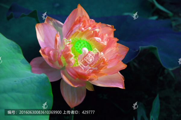 荷花