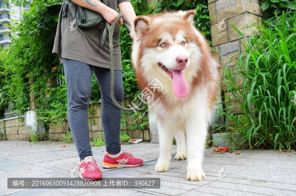阿拉斯加犬,遛狗