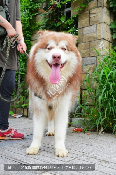 遛狗,阿拉斯加犬