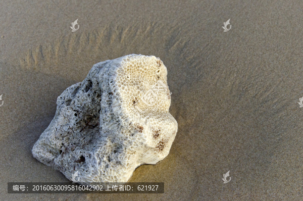 珊瑚石
