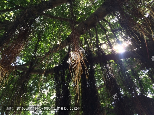 榕樹