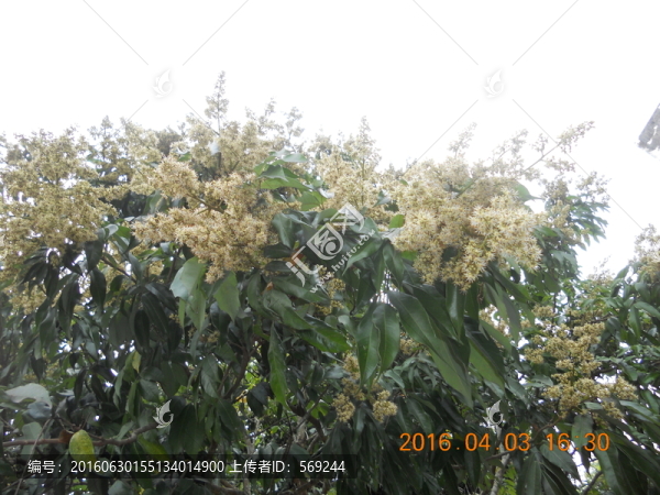 荔枝花