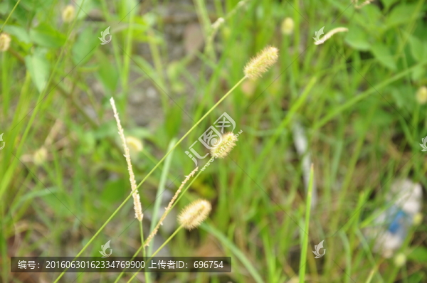 野草