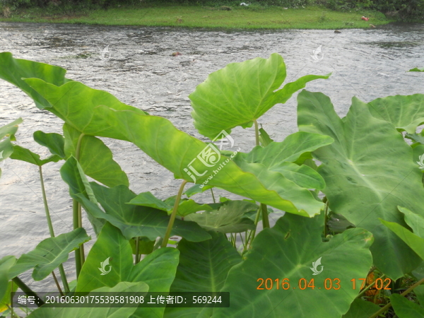 水邊