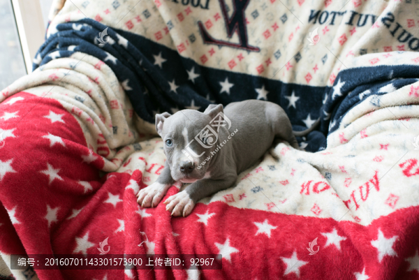 美國斯塔福郡梗犬