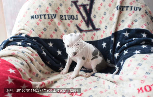 美國惡霸犬
