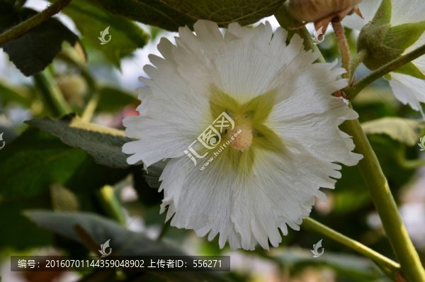 蜀葵