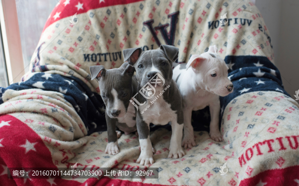 美國斯塔福郡梗犬