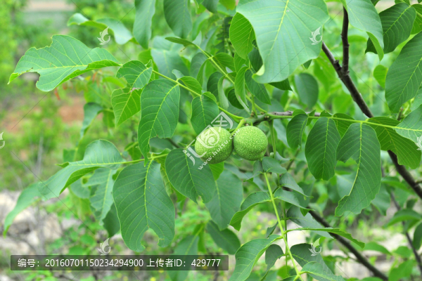 核桃,核桃樹