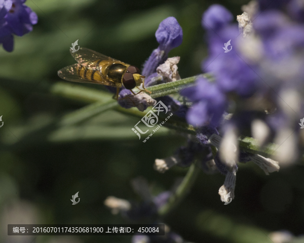 甜蜜小蜜蜂