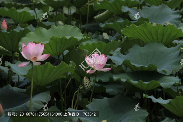 荷花