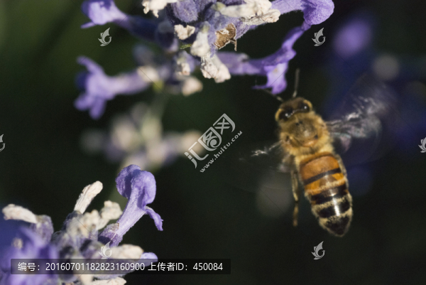 蜜蜂采蜜