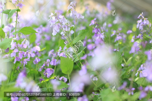 小紫花