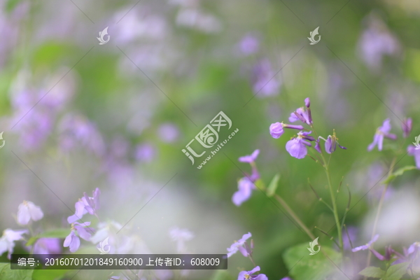 二月蘭