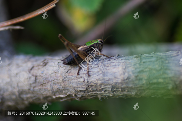 昆蟲