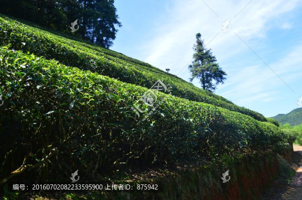 茶園